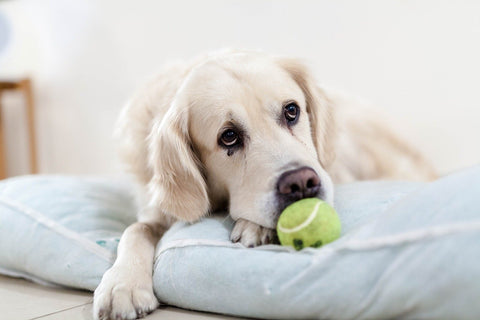 Golden Retriever resting on the bed with a tennis ball