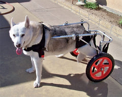 Le Pet Luxe Dog Wheelchairs