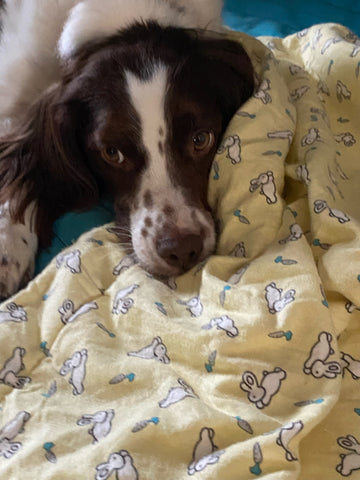 cozy plush dog blanket