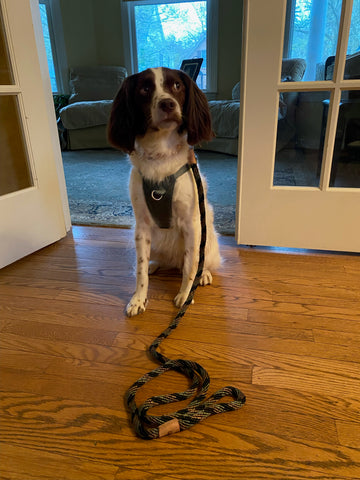 Quality rope leash for dogs