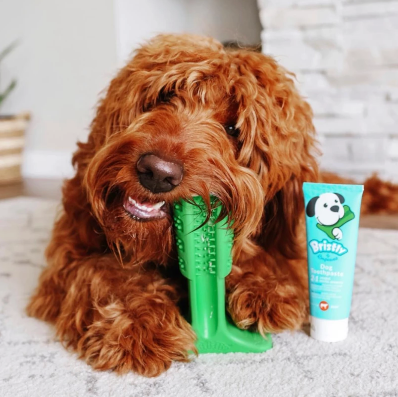 bristly brushing stick for dogs