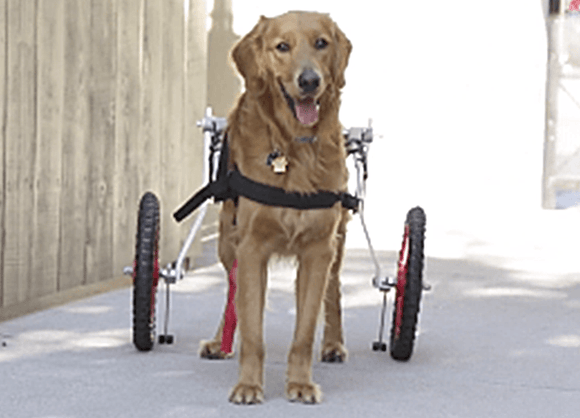 Best Friend Mobility Wheelchair - Sitgo | Le Pet Luxe