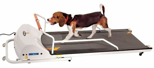 dog treadmill