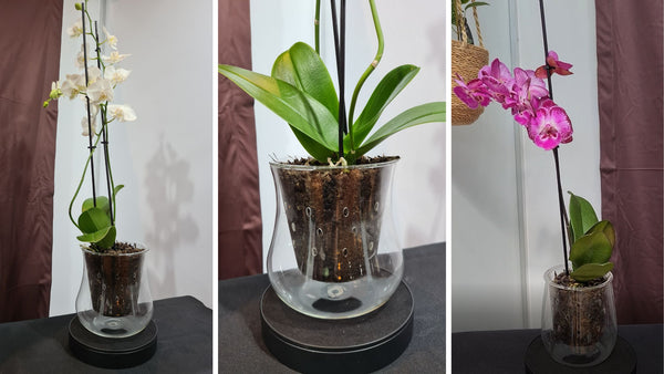 CUP O FLORA OrchidVent orchid planters with drainage holes