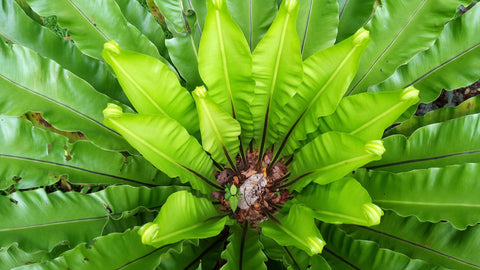 Top 5 Native Plants to Attract Bees to Your Balcony (That Thrive in CUP O FLORA Pots) Bird's Nest Fern