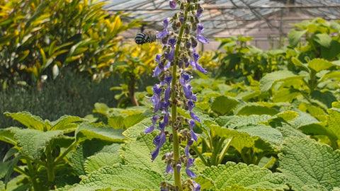 Top 5 Native Plants to Attract Bees to Your Balcony (That Thrive in CUP O FLORA Pots) Bush Basil