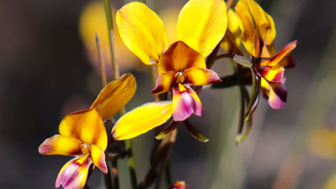 Top 5 Native Plants to Attract Bees to Your Balcony (That Thrive in CUP O FLORA Pots) Native Orchid