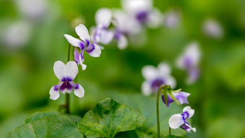 Top 5 Native Plants to Attract Bees to Your Balcony (That Thrive in CUP O FLORA Pots) Native Violet