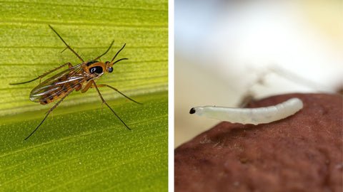 fungus gnat and fungus gnat larvae