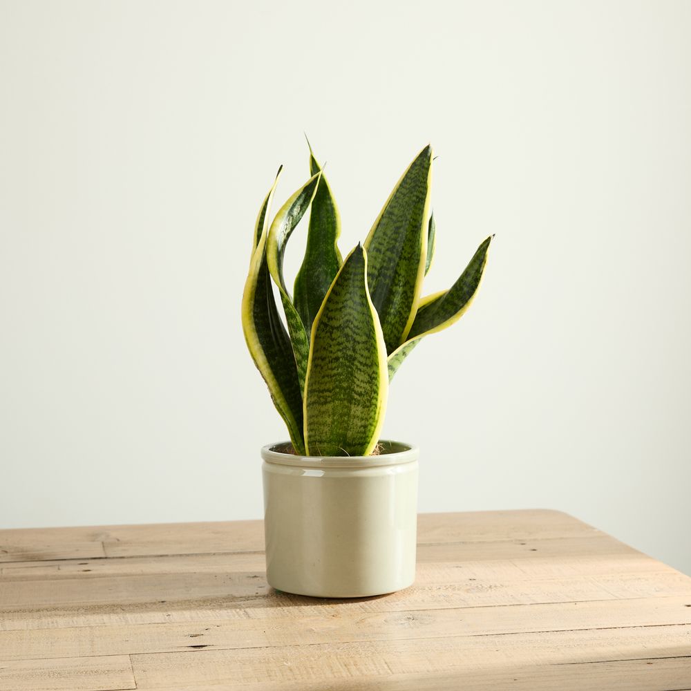 Snake plant image