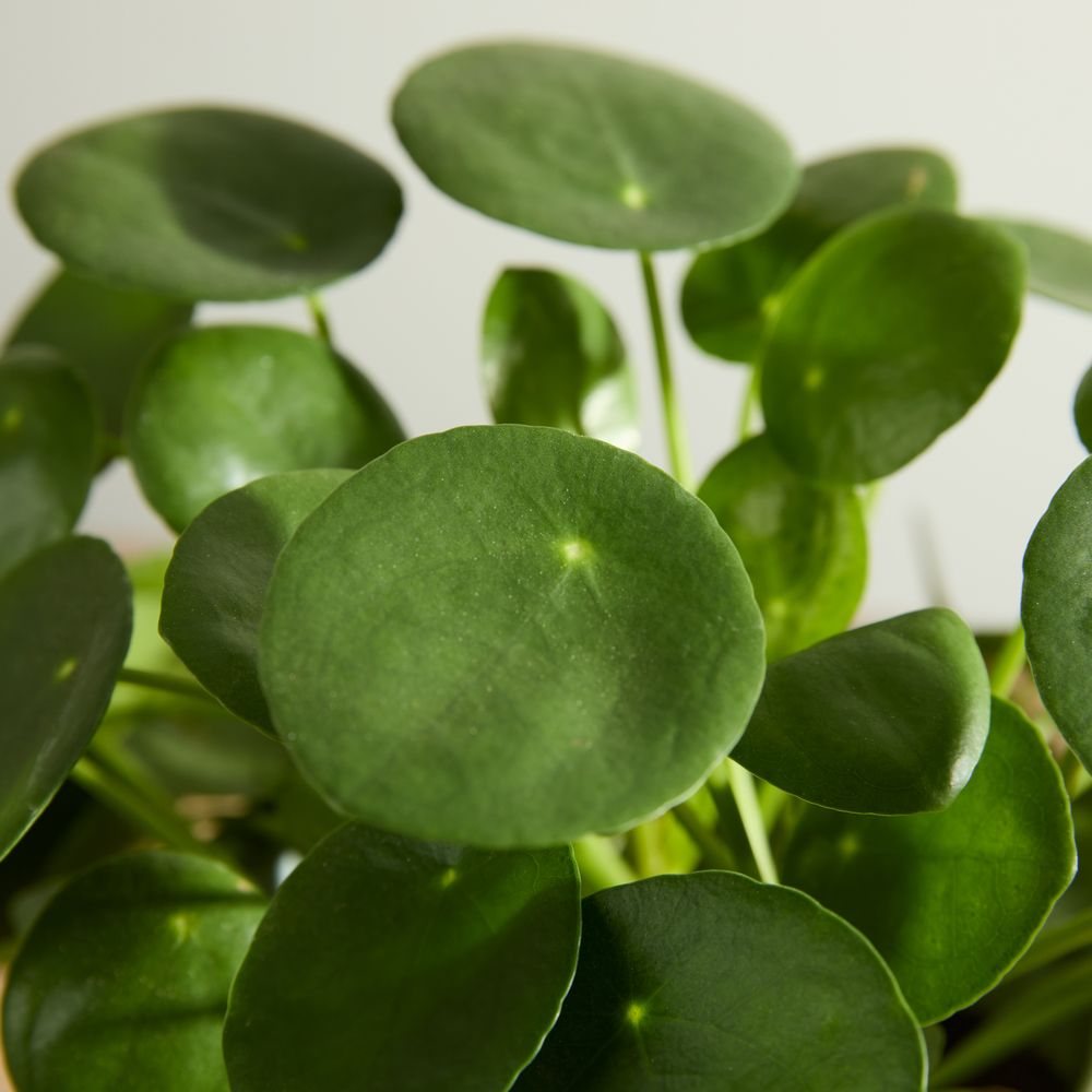 Chinese Money Plant with Pot