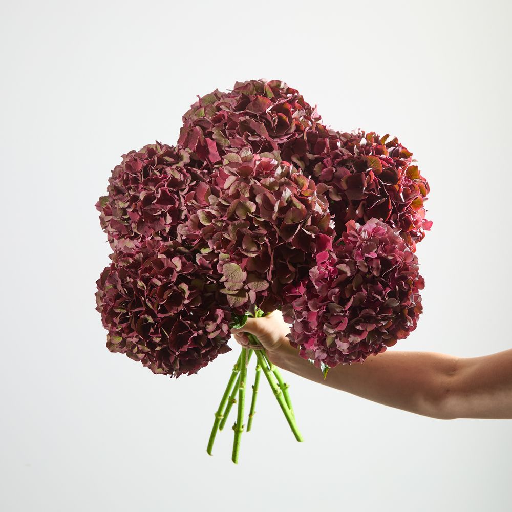 Luxury Red Antique Hydrangeas