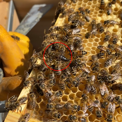 photo of the edge of a frame of comb that is covered with bees. Most of these bees are workers, but one of them has a longer body that is mostly dark brown. This is the queen bee. There is a red circle around this bee, around the middle of the image.