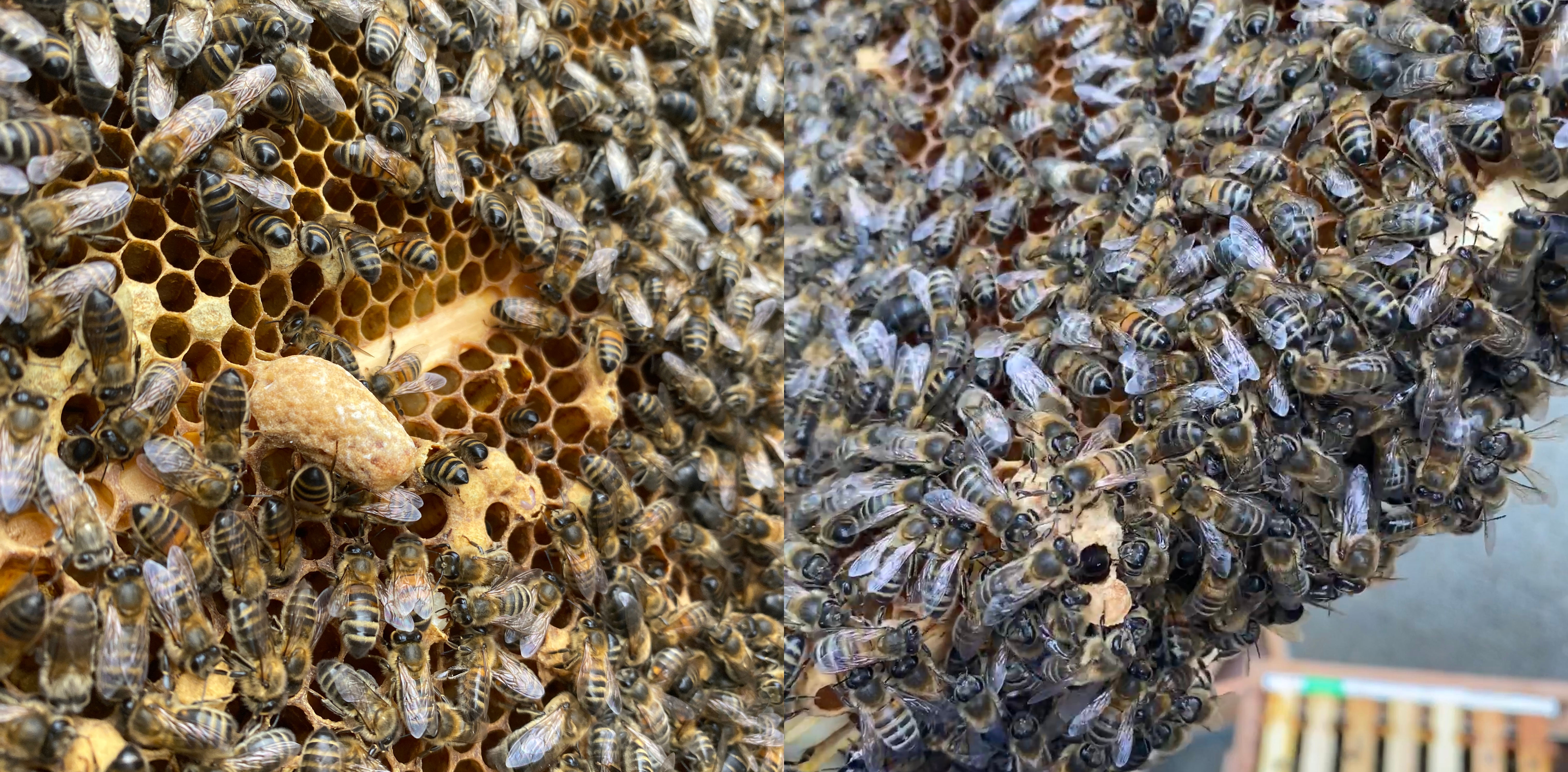 Two images side by side. On the left is a frame of honey bee comb covered in bees. You can see a group of cells built in the shape of a pod sticking out from the comb. The image on the right is another frame of comb with a similar pod-like cell, but the bottom of it has a hole.