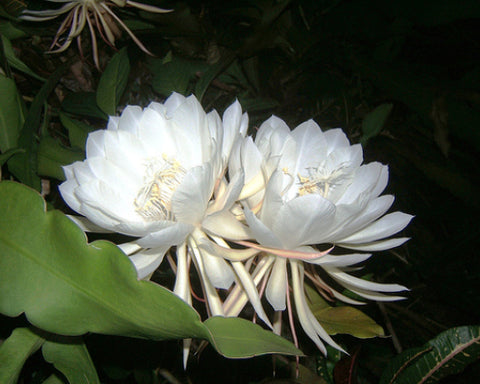 Kadupul Flower