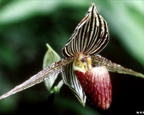 Kinabalu Orchid