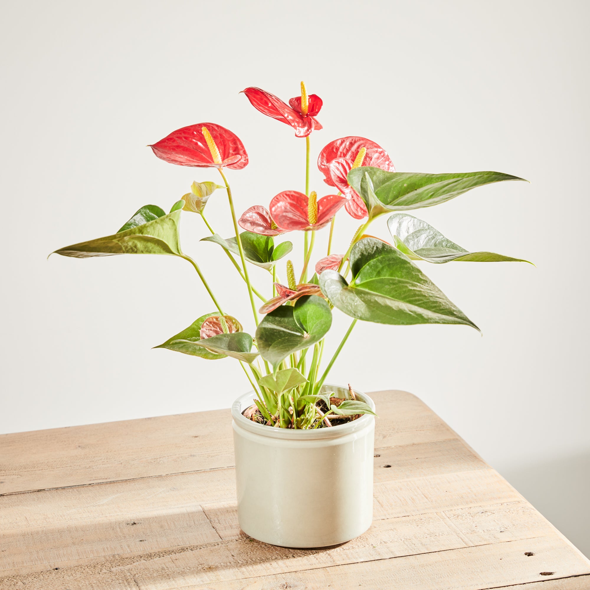 Anthurium plant image