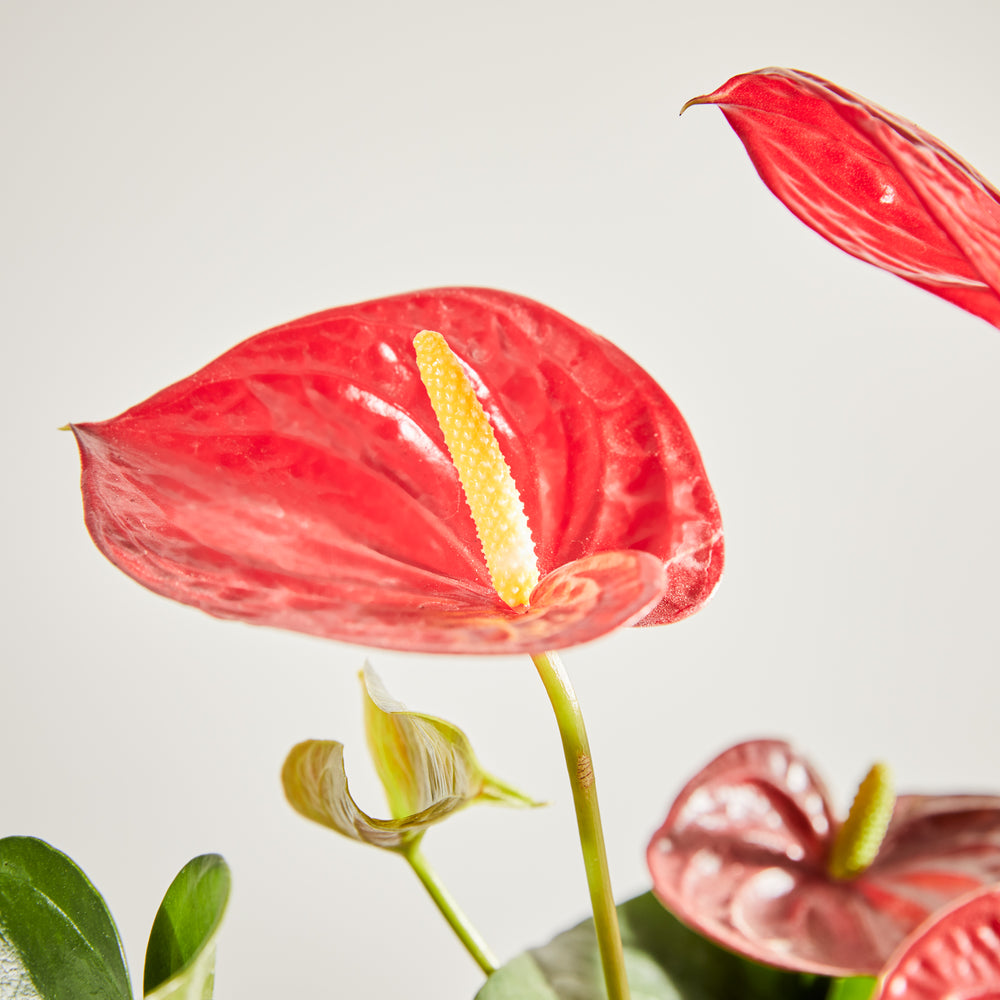 Anthurium