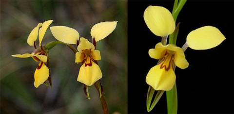 orchids that look like animals
