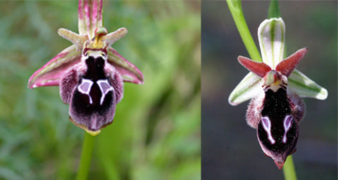 There's a species of orchid that looks like a monkey's face called 'Dracula  Simia'. It is