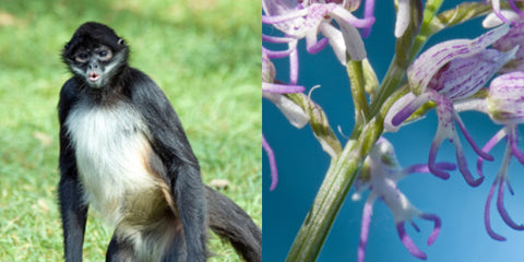Monkey and naked man  orchid