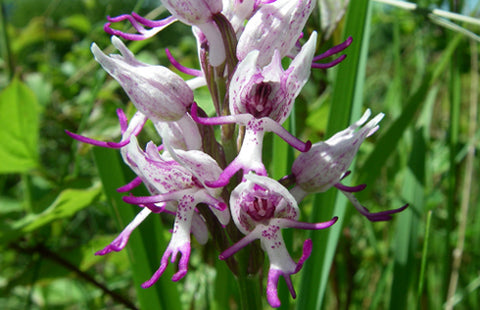 This Orchid Looks Like an Adorable Flying Duck