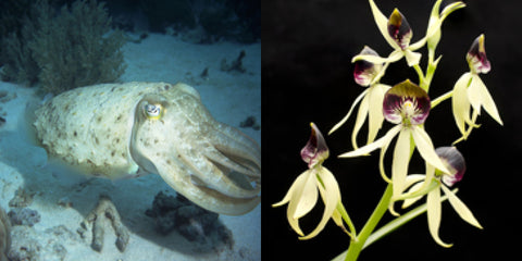 Squid orchid