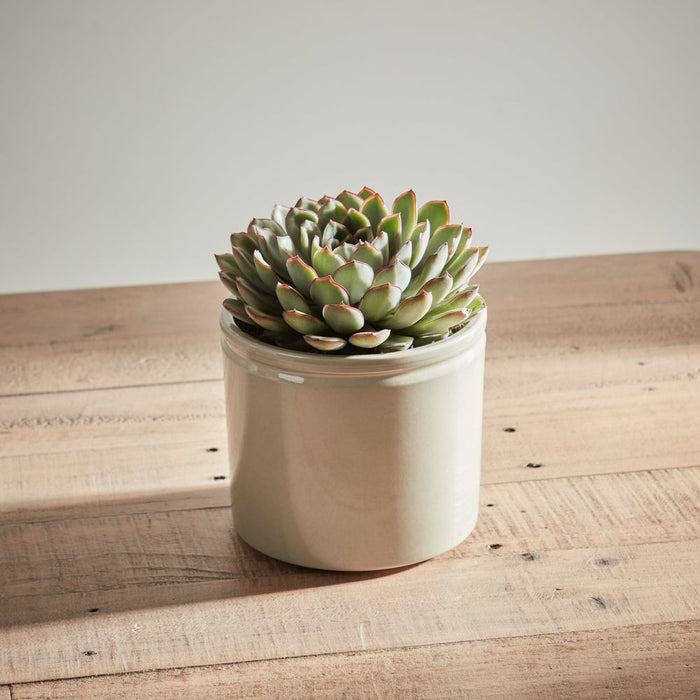 Organic Echeveria Pelusida with Pot