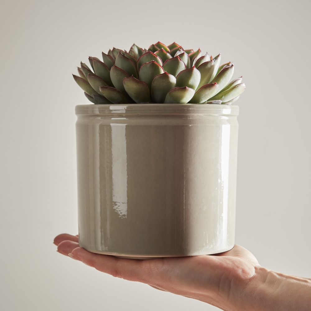 Organic Echeveria Pelusida with Pot