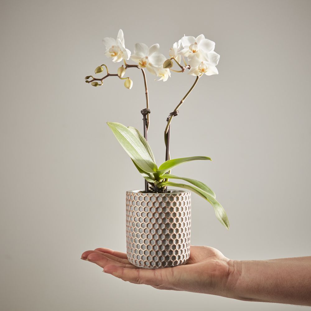 Mini White Orchid