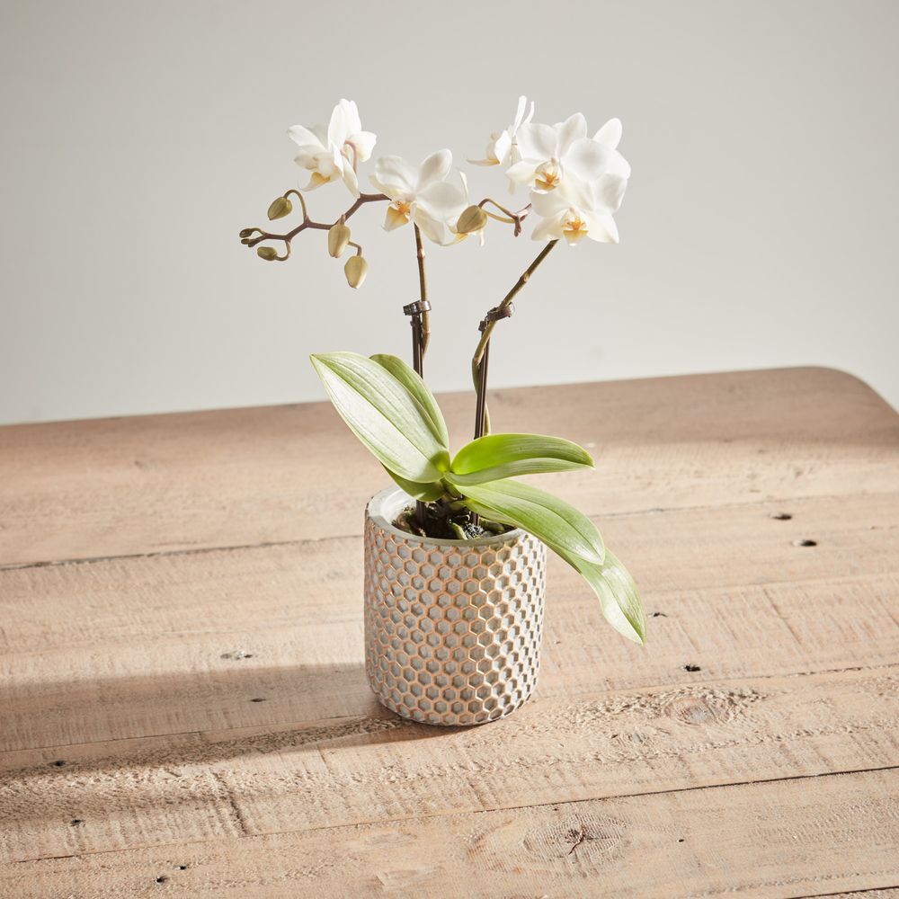 Mini White Orchid image