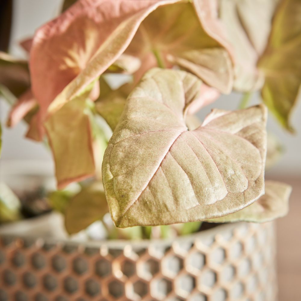 Pink Orchid and Syngonium duo