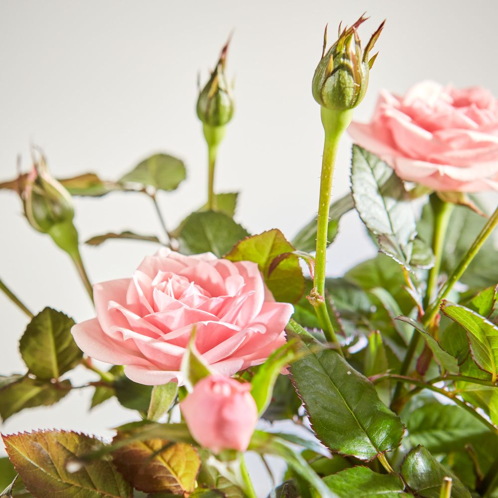 Pink Rose Plant