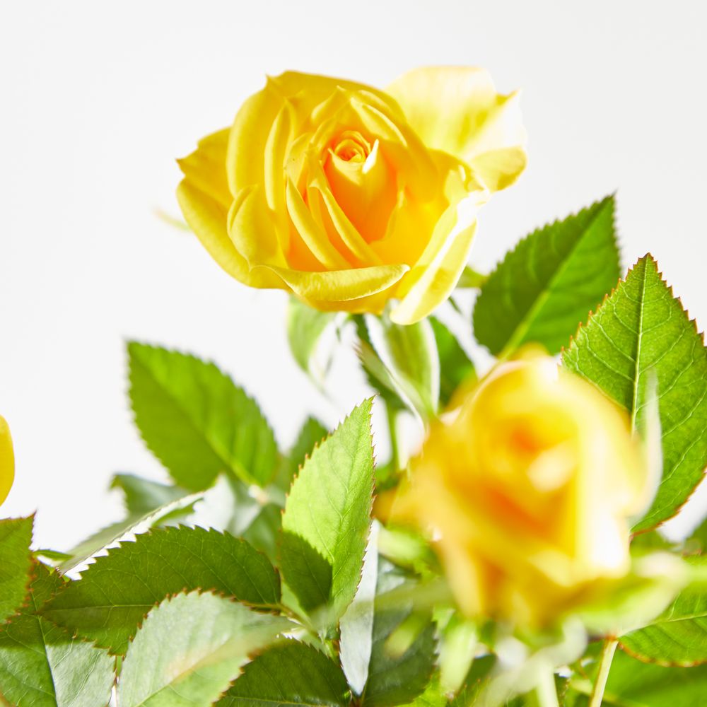 Yellow Rose Plant with Pot