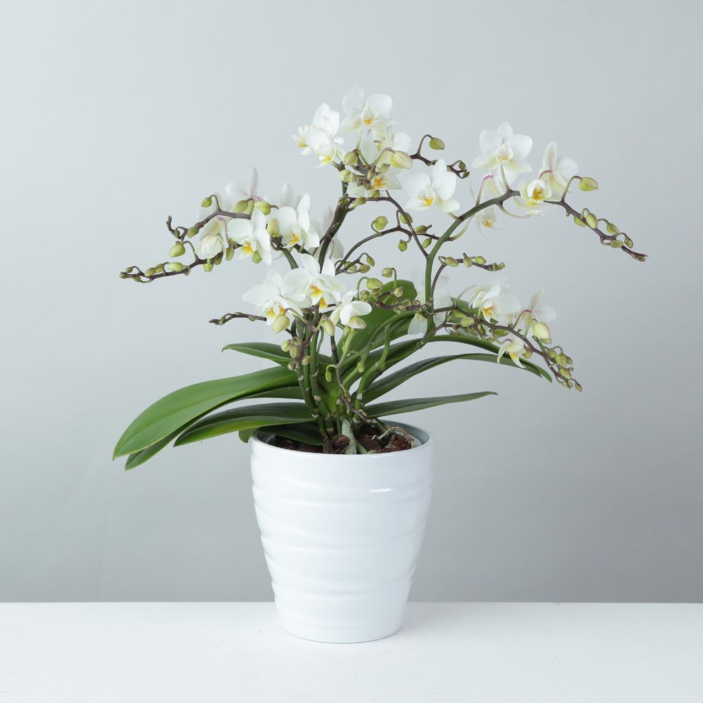 Orchid 'Wild' white