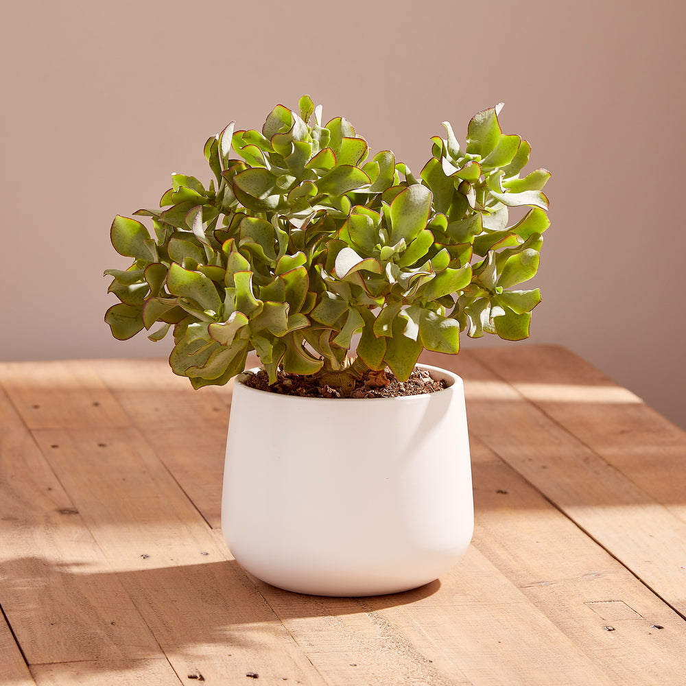 Crassula plant