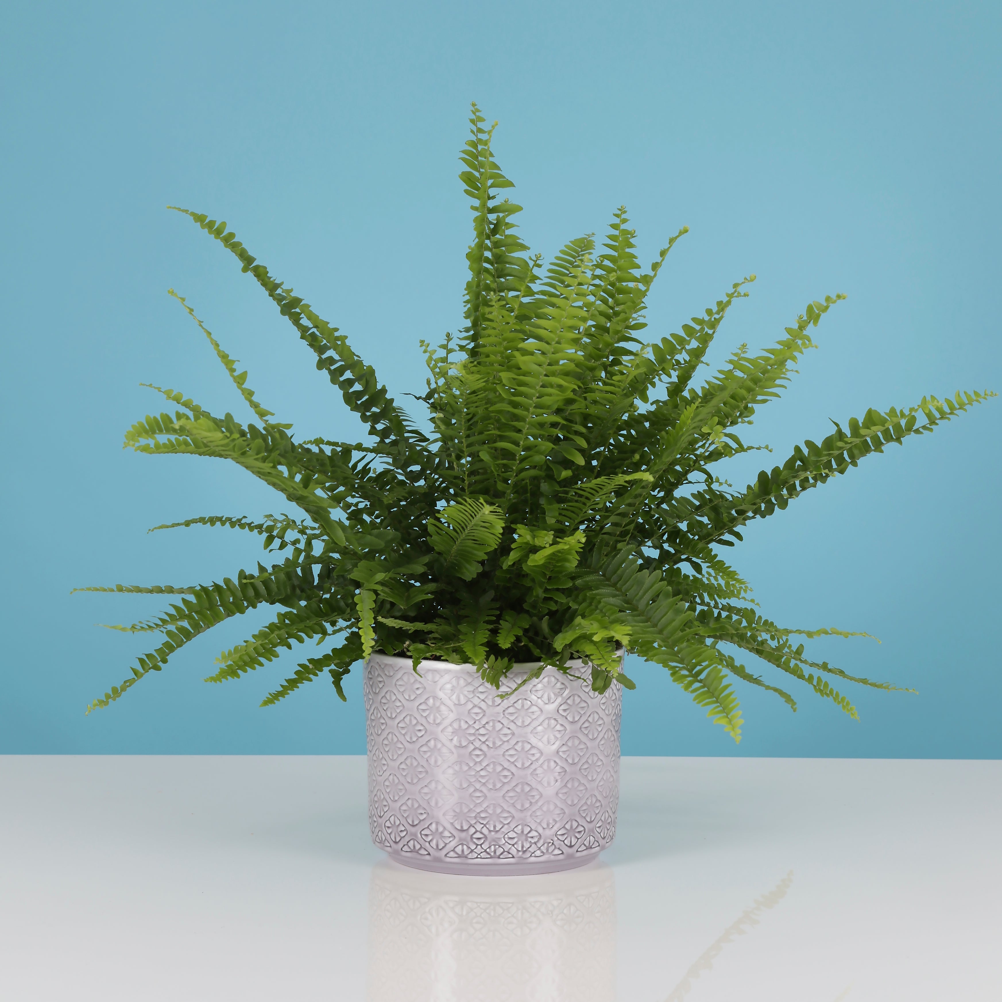 Boston fern