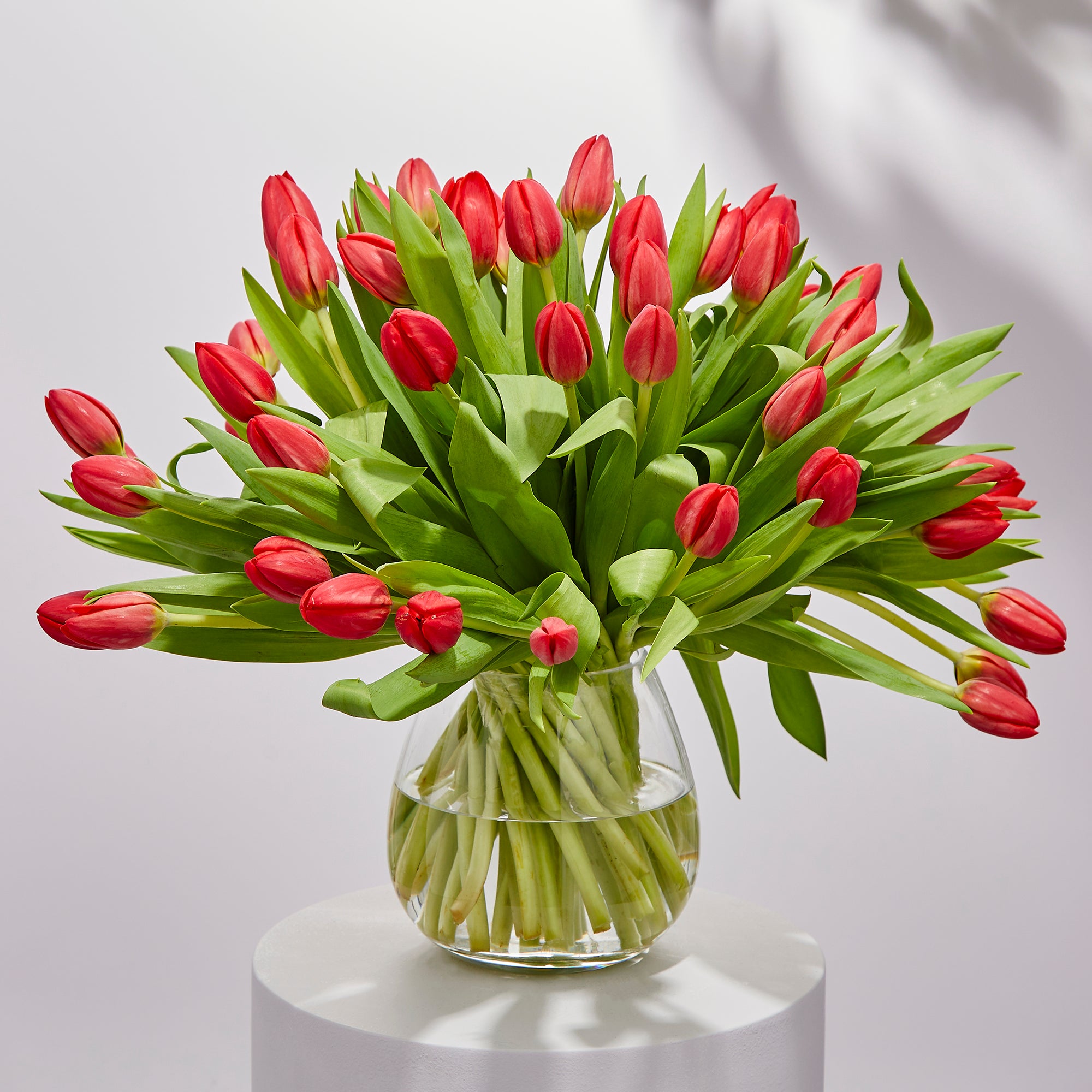 50 Red Tulips