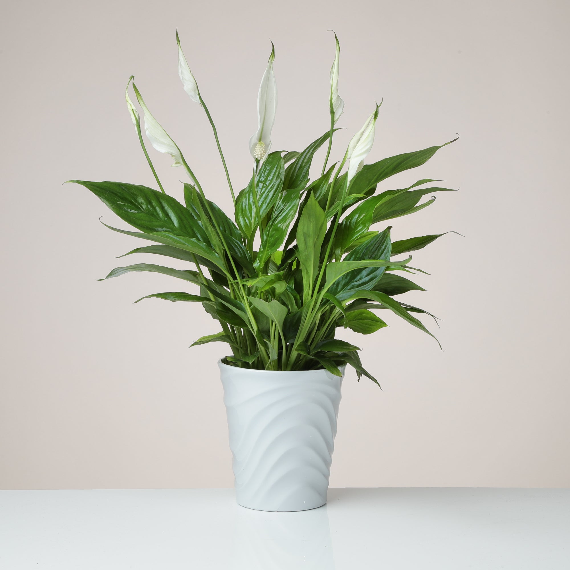 Peace Lily Plant in White Ceramic Pot