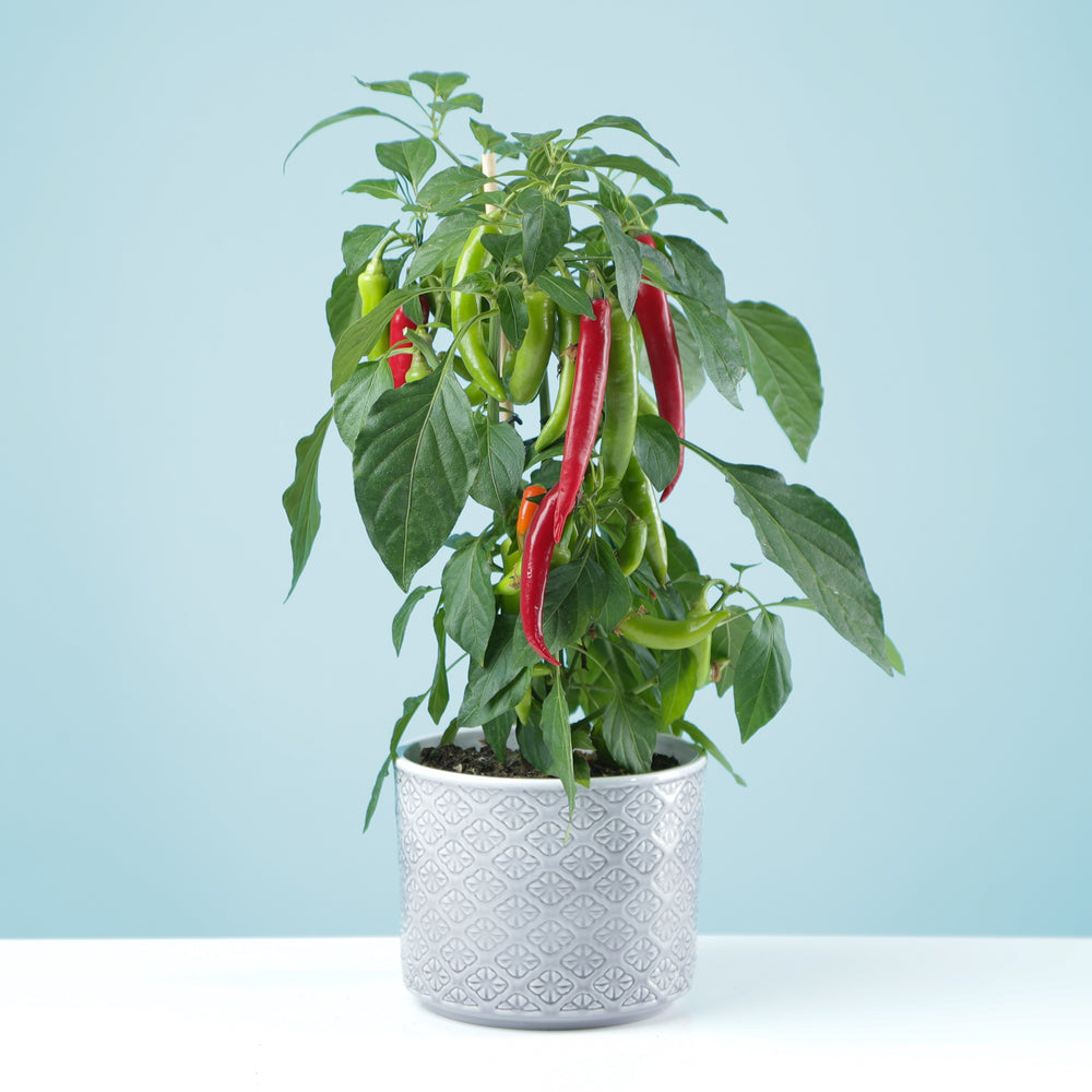 Chilli plant with pot