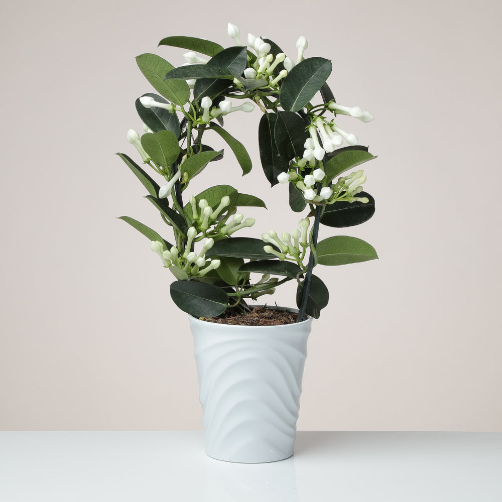 Stephanotis Planter