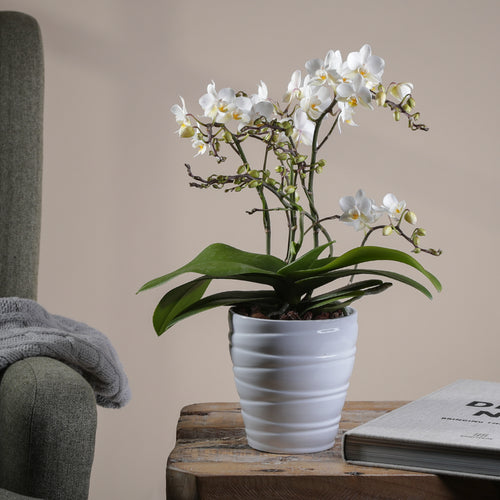 Orchid 'Wild' White in White Ceramic Pot
