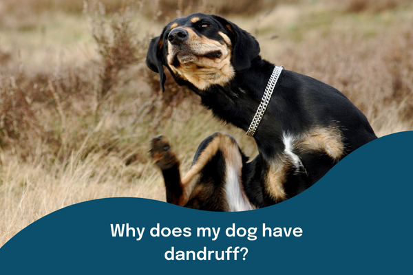 what causes dogs to have dandruff