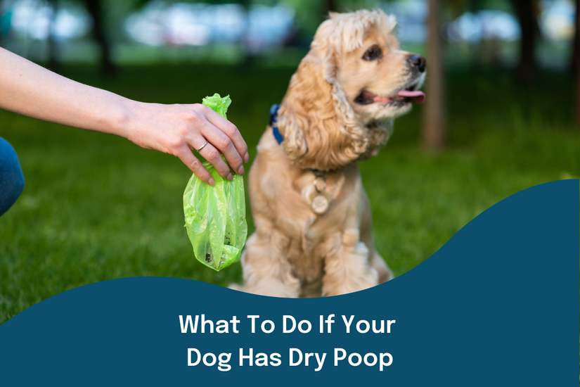 What to do if your dog has dry poop | Buddy & Lola