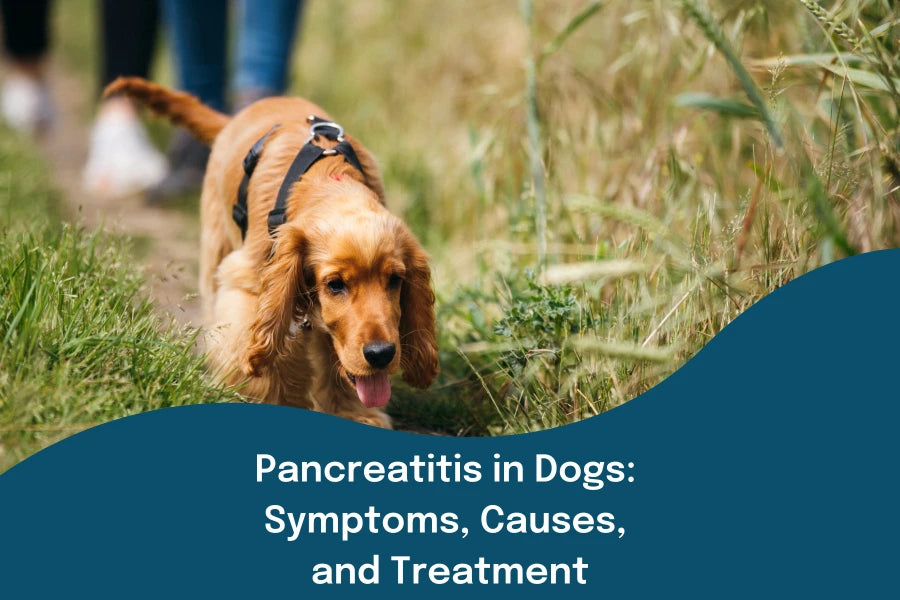 Dental chews for hot sale dogs with pancreatitis