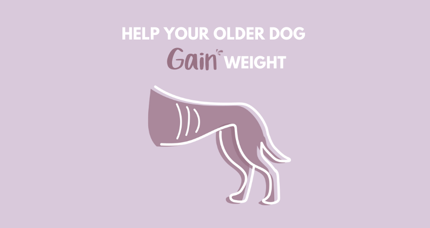 how can i get my senior dog to gain weight