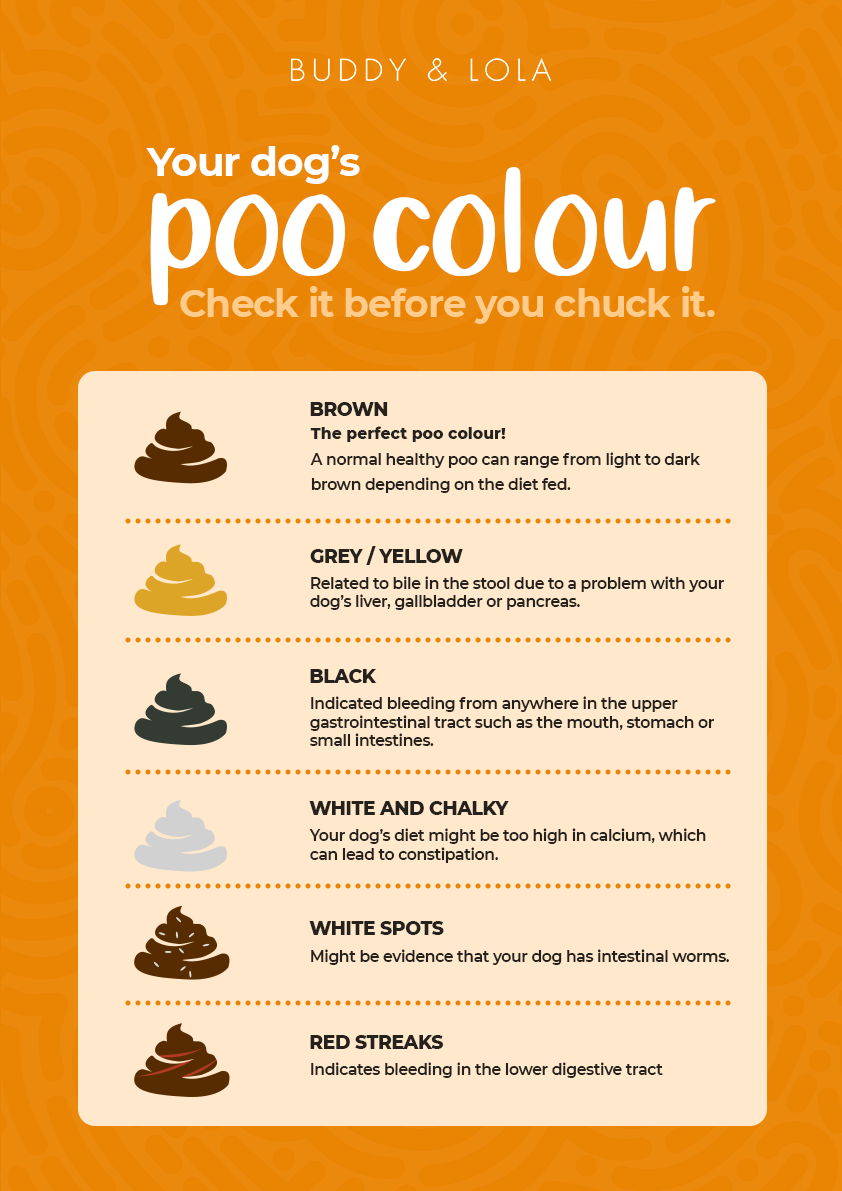 Breaking Down an Unhealthy Dog Poop Chart | Buddy & Lola