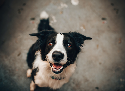 Happy looking Border Collie looking up at a camera smiling