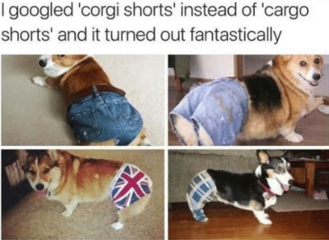 chiots corgi