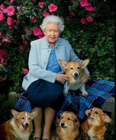 royal corgi puppies